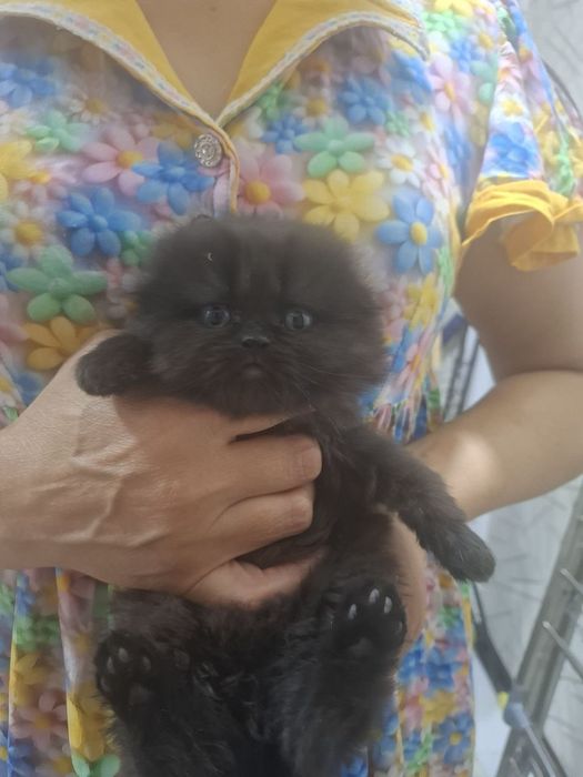 Продаются шотладские вислоухие котята