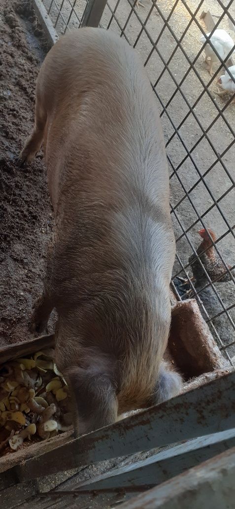Vând vițel crescut natural