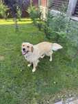 Golden retriever, femela, culoare aurie
