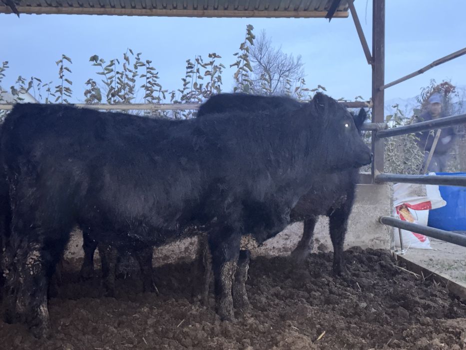 Ангус быки на племя