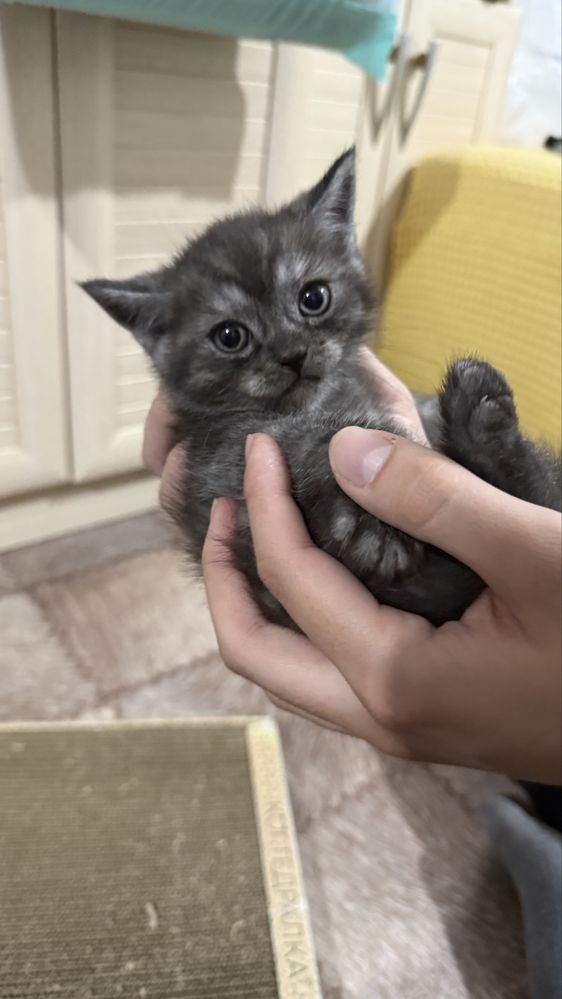 Продаем игривых котят