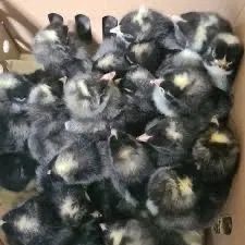 Pui Australorp negru varsta intre 7 si 21 zile