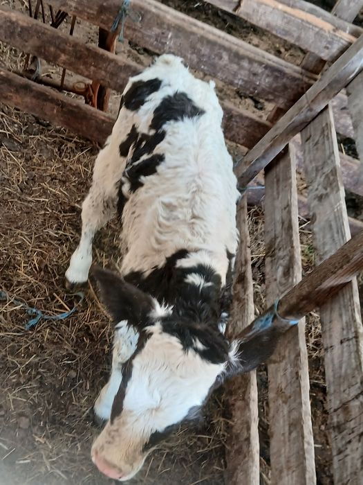 Vand tauras holstaing