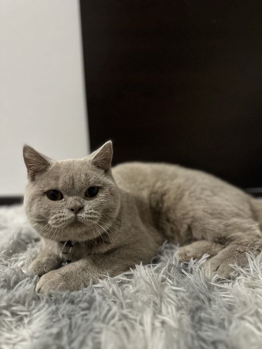 Pisoi British-Shorthair Cappucino