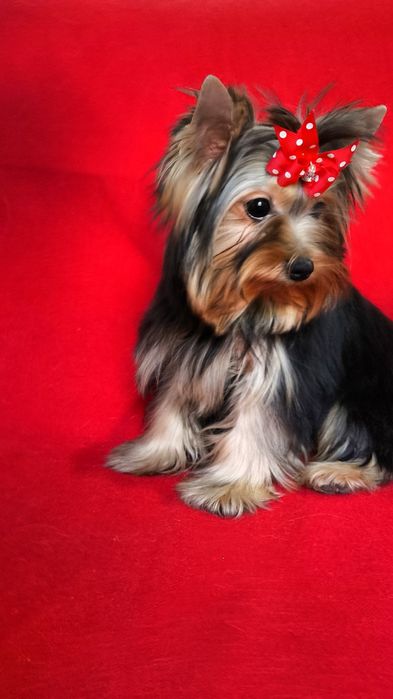 Щенки Йоркширского Терьера!