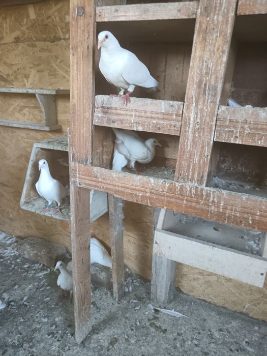Porumbei voiajori albi
