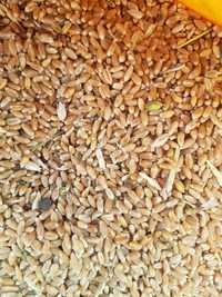 Карагандинская пшеница