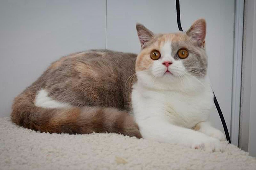 Отдам кошку взрослая