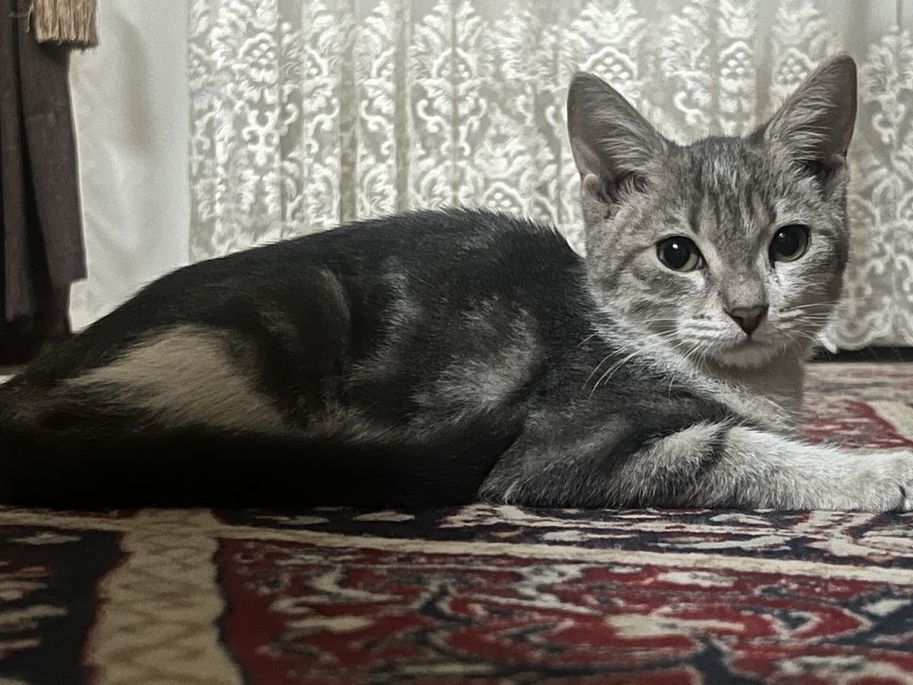 Продам котенка  в хорошие руки