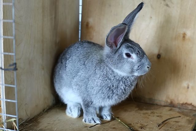 Продам кроликов и клетки