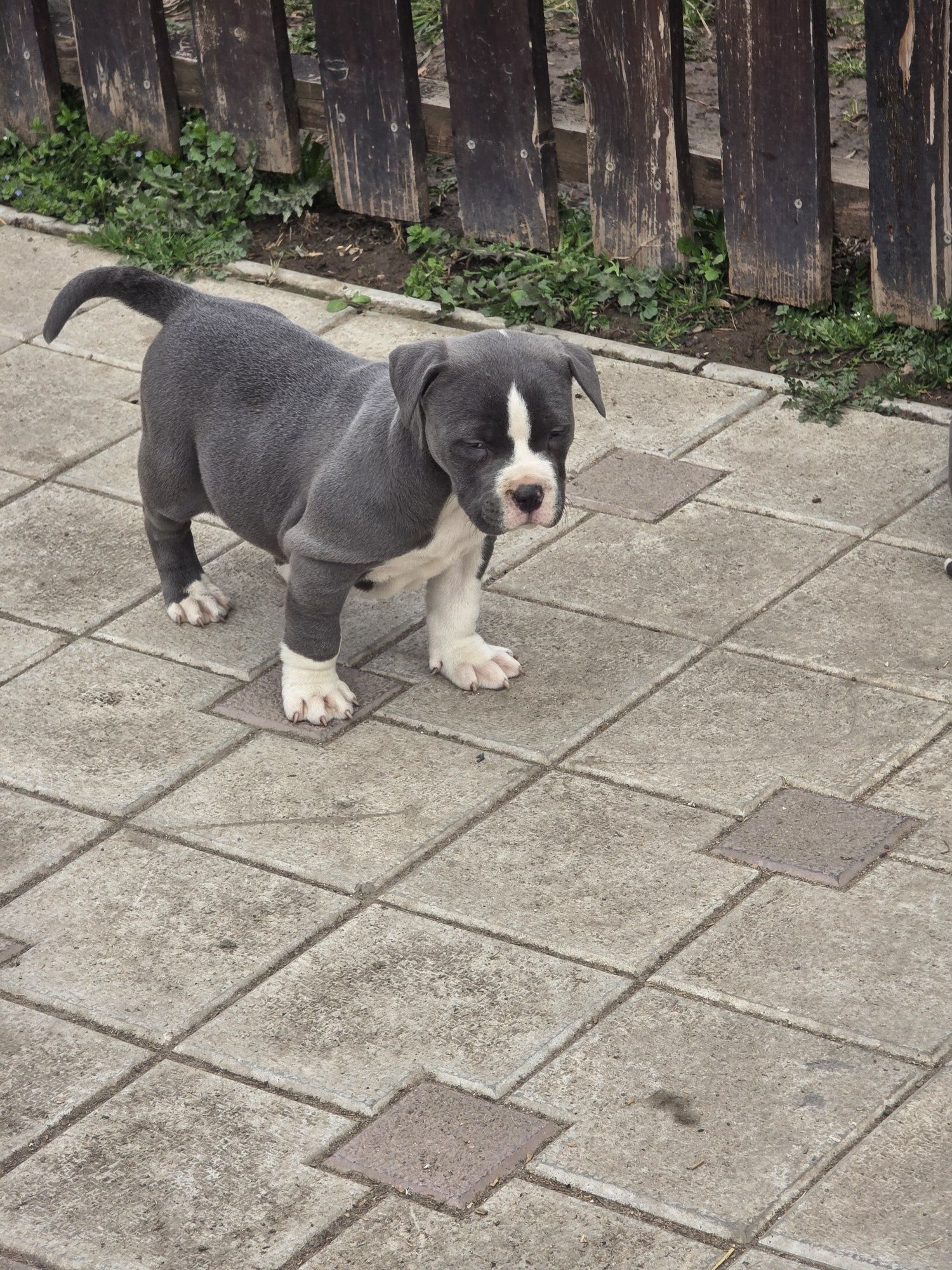 American Staffordshire Terrier (AmStaff