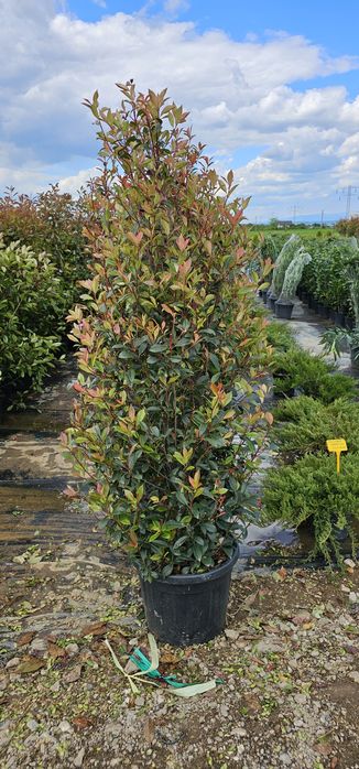Magnolia grandiflora- photinia red robin- leylandi