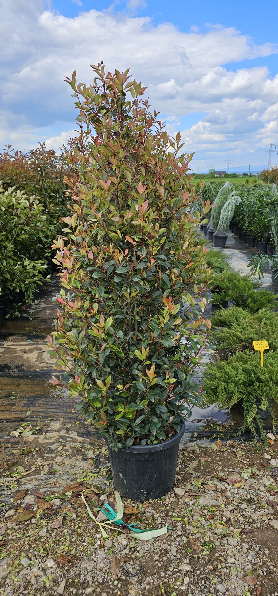 Magnolia grandiflora- photinia red robin- leylandi