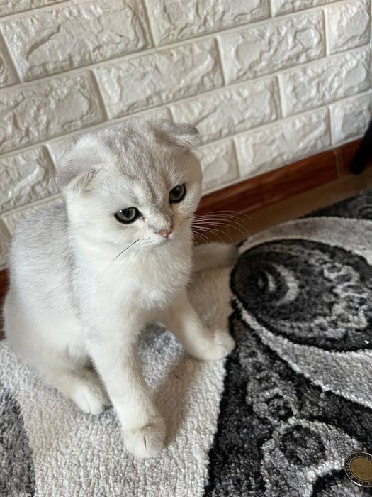 Scotish fold serebro mushuk sotiladi
Og’il bola
(5 oyli) 
Ko’zlari