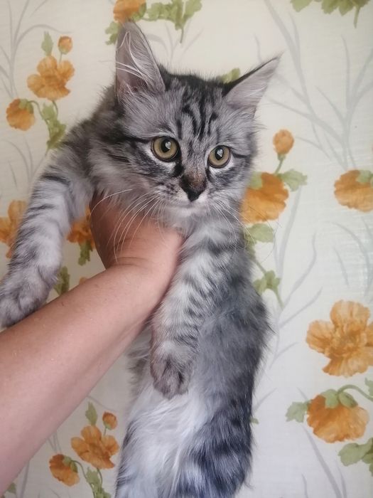 Продам  пушистую кошку