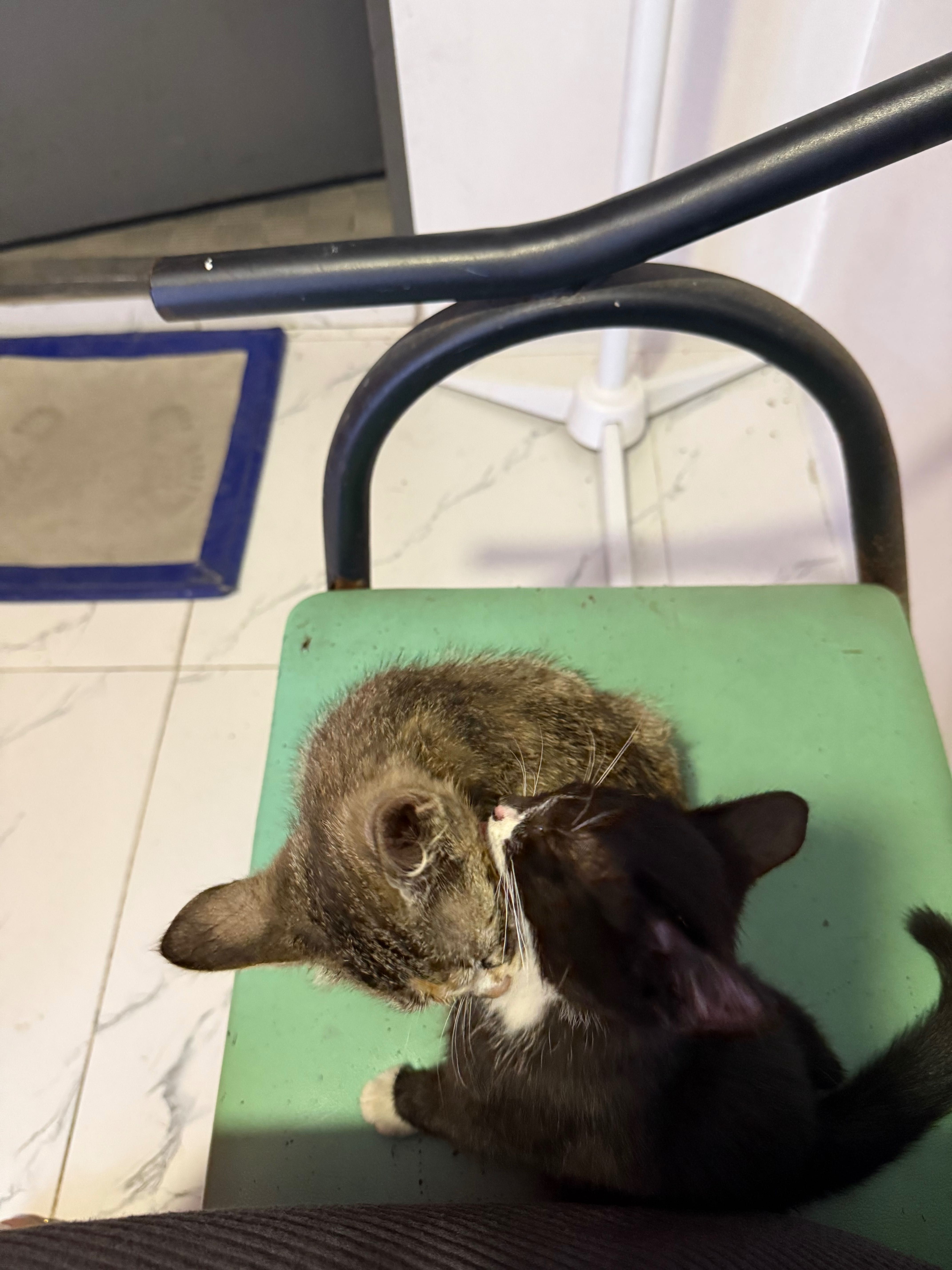 Котят в добрые руки, приютить