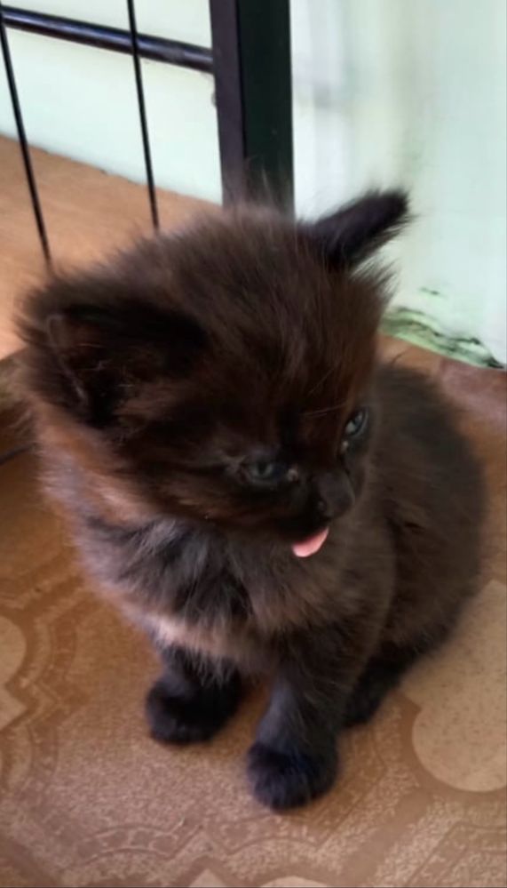 Котята 2 месяца девочки