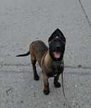 Ciobănesc belgian malinois mascul cu pedigree