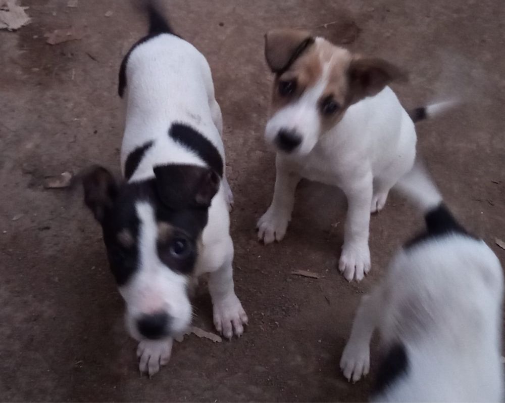 Din 11 puiuti au mai ramas 4 fetite cine doreste sa le adopte,