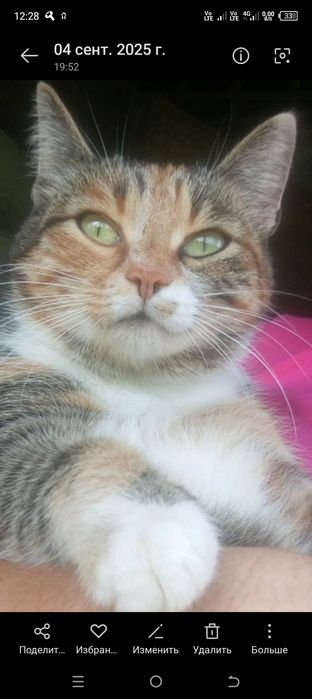 Кошечка ищет дом