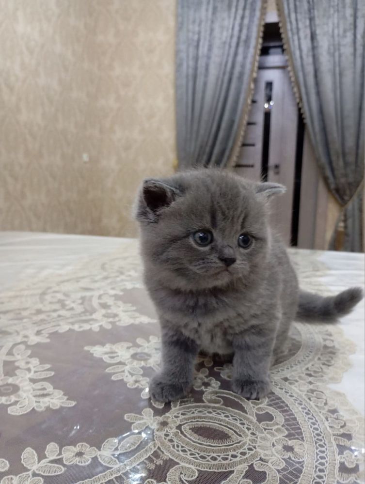 Продаю Котят шиншилла вислоухие