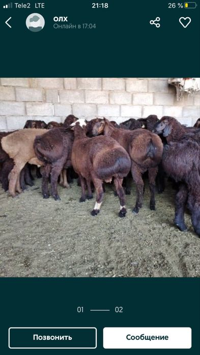 Кой сатылат Еркек