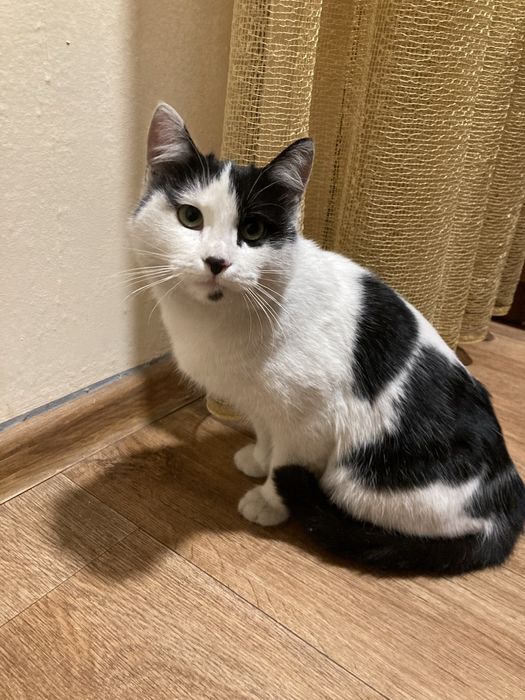 Котенок ищет дом