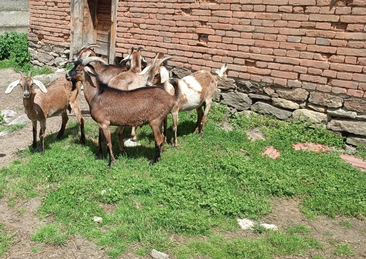 De vanzare, metis anglonubian