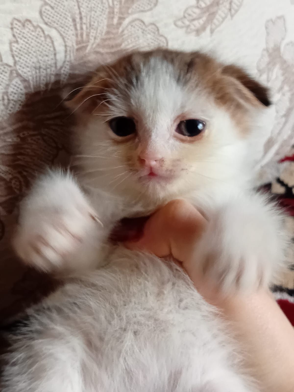 Котёнок Вислоухий девочка