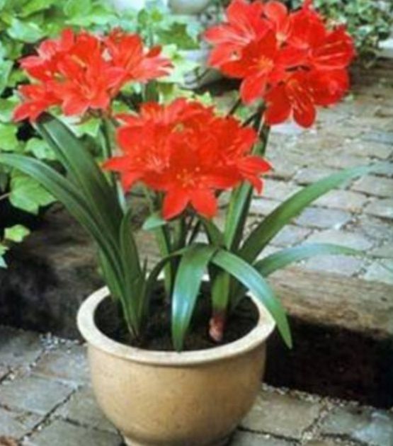 Валлота луковичное Растение