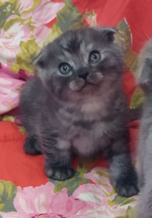 Шотландский котёнок Фолд