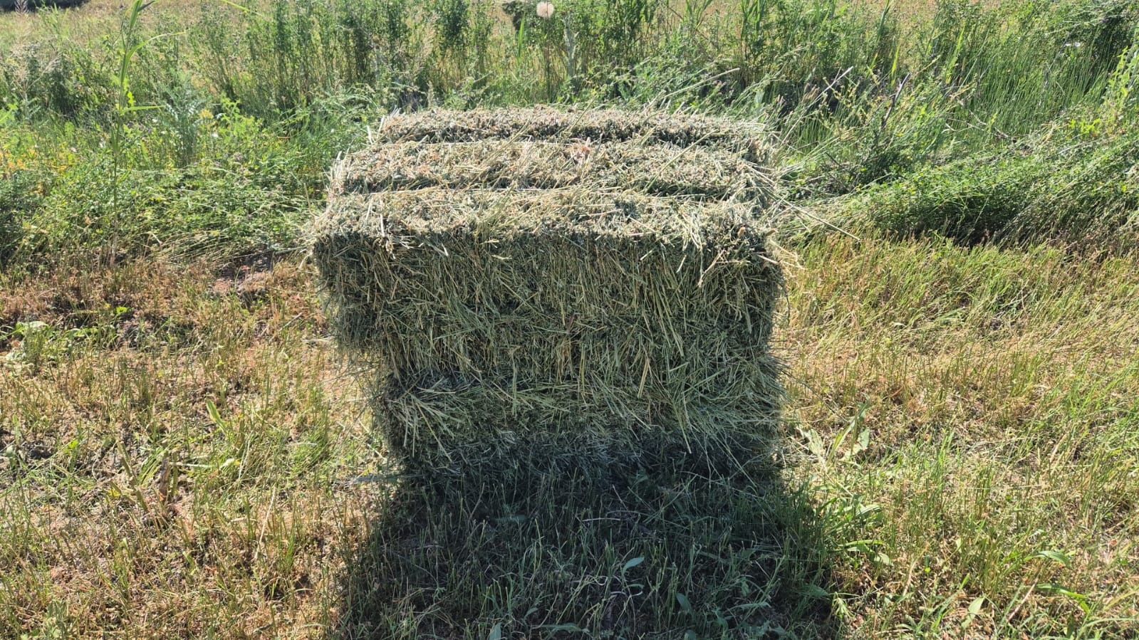 Продаётся сено  клевер