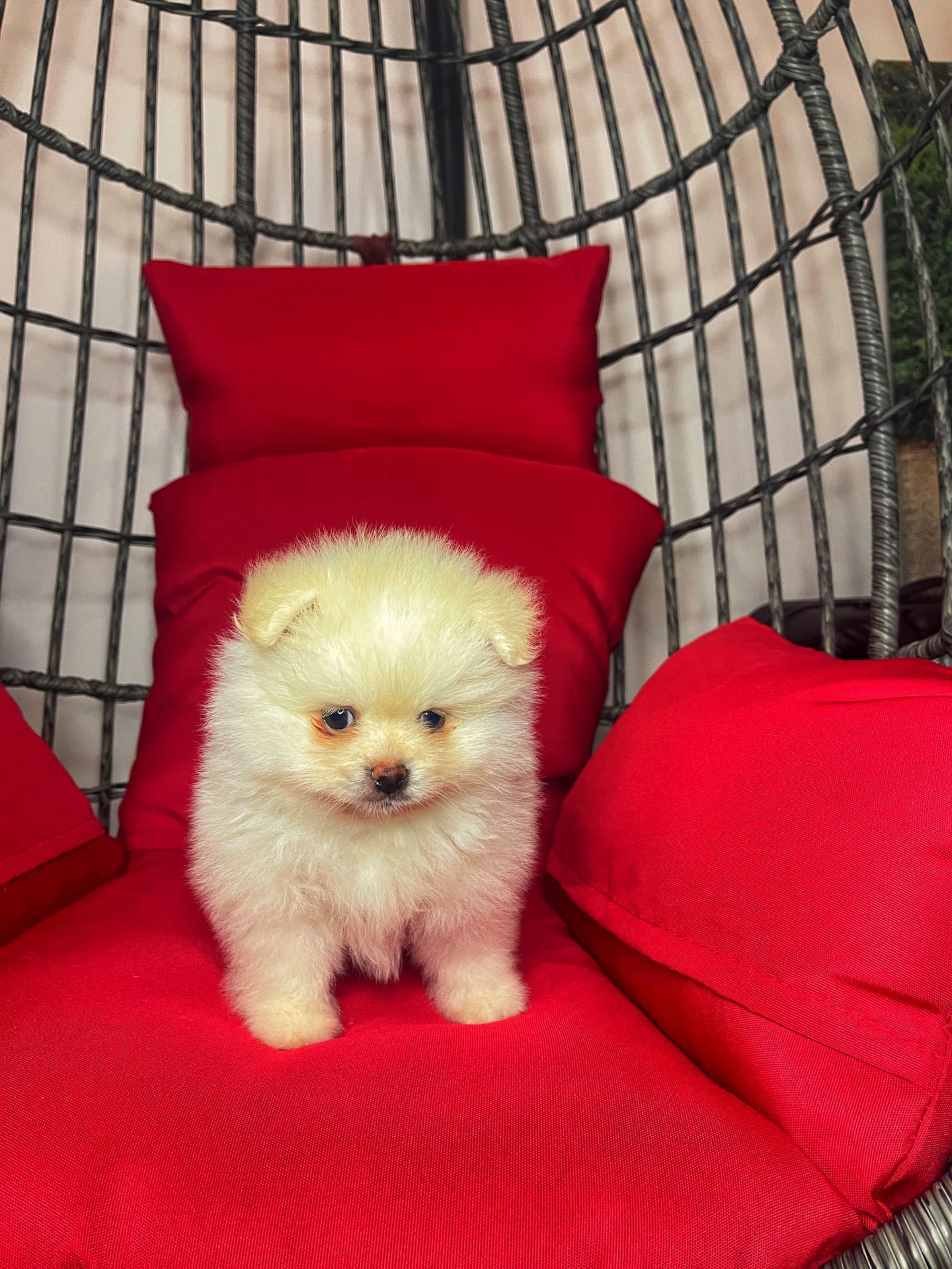 Pomeranian Toy Pedigree FCI