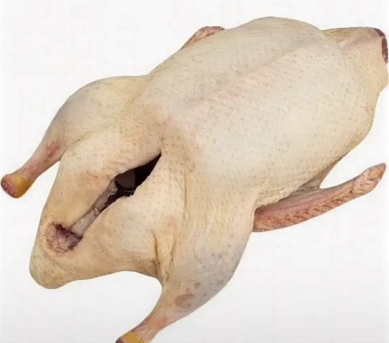 Гуси домашние из СКО