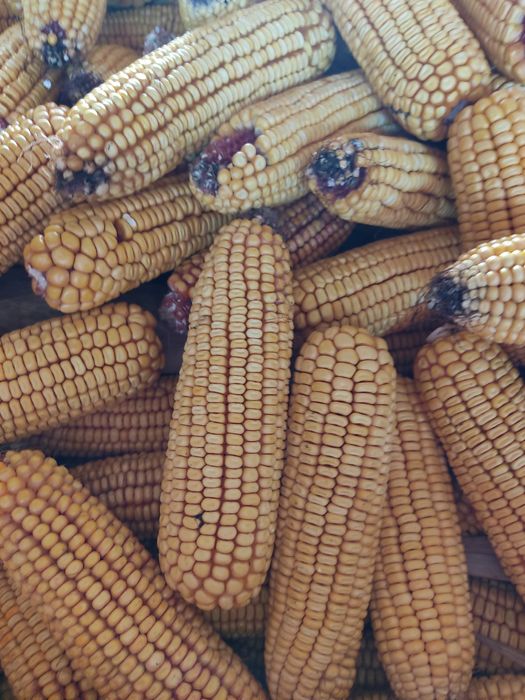 Vând porumb, grâu și triticale de calitate