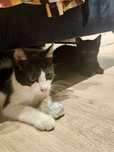 Donatie pisoi jucausi