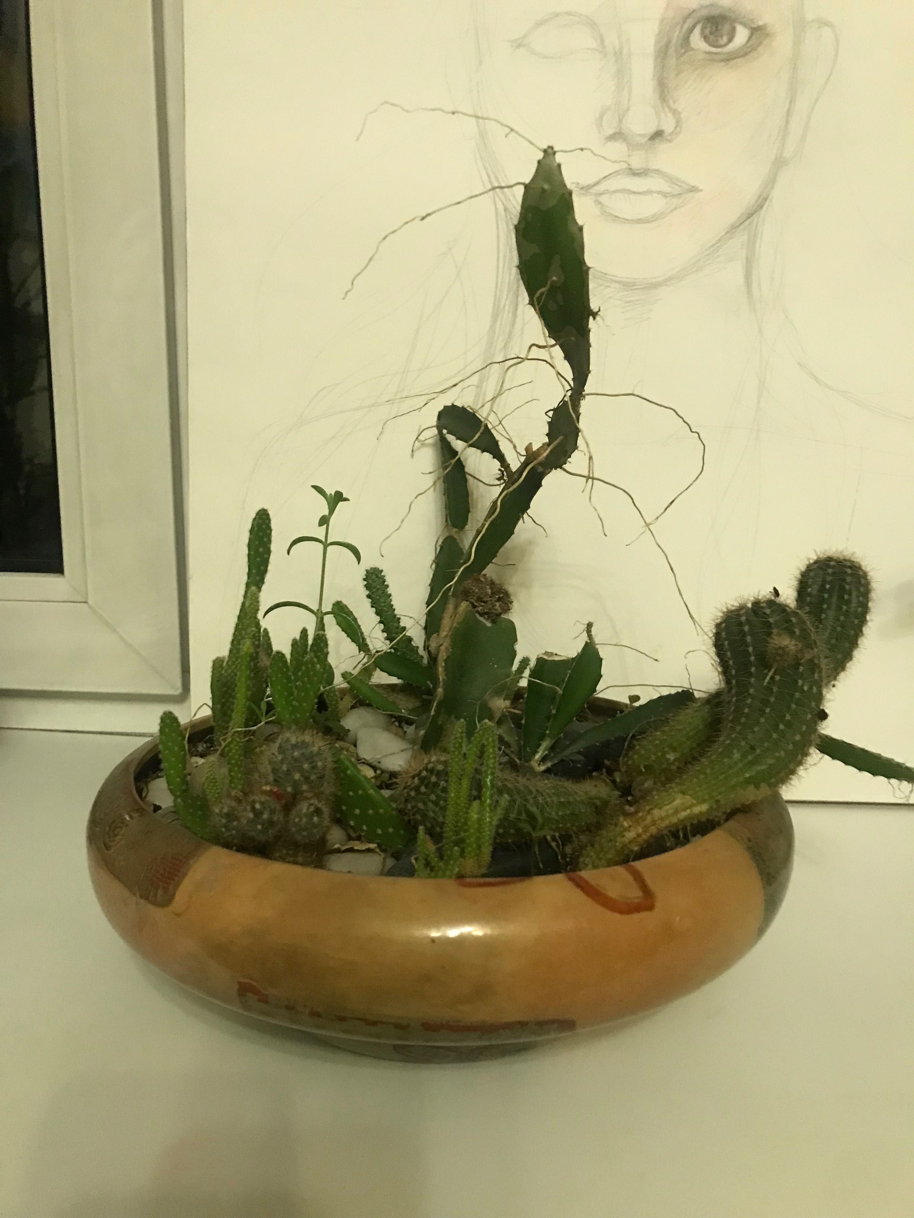 Кактус/ композиция из кактусов