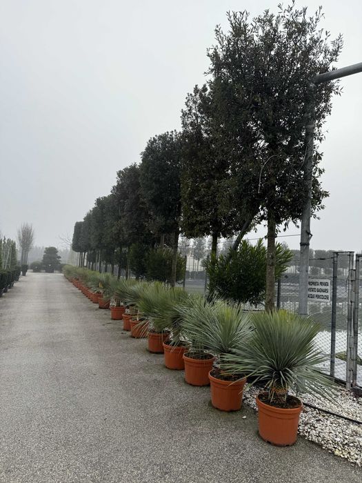 Eleganță naturală cu plante ornamentale unice