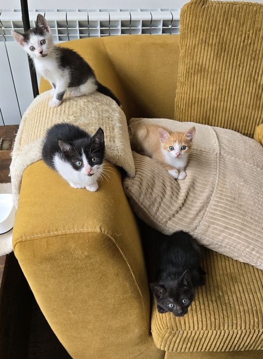 Подарява малки котета