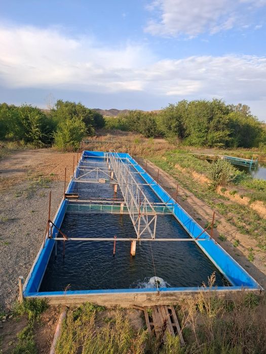 Продается форелевое хозяйство