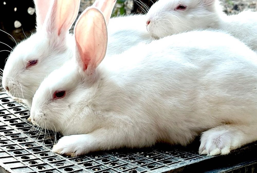 Hikol quyonlar sotiladi