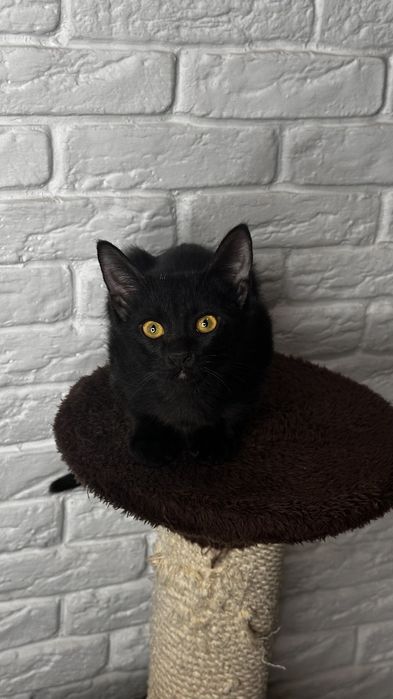 Котенок 3 месяца