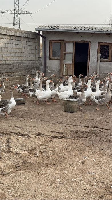 Крупные серий гуси Goz гозлар сотилади