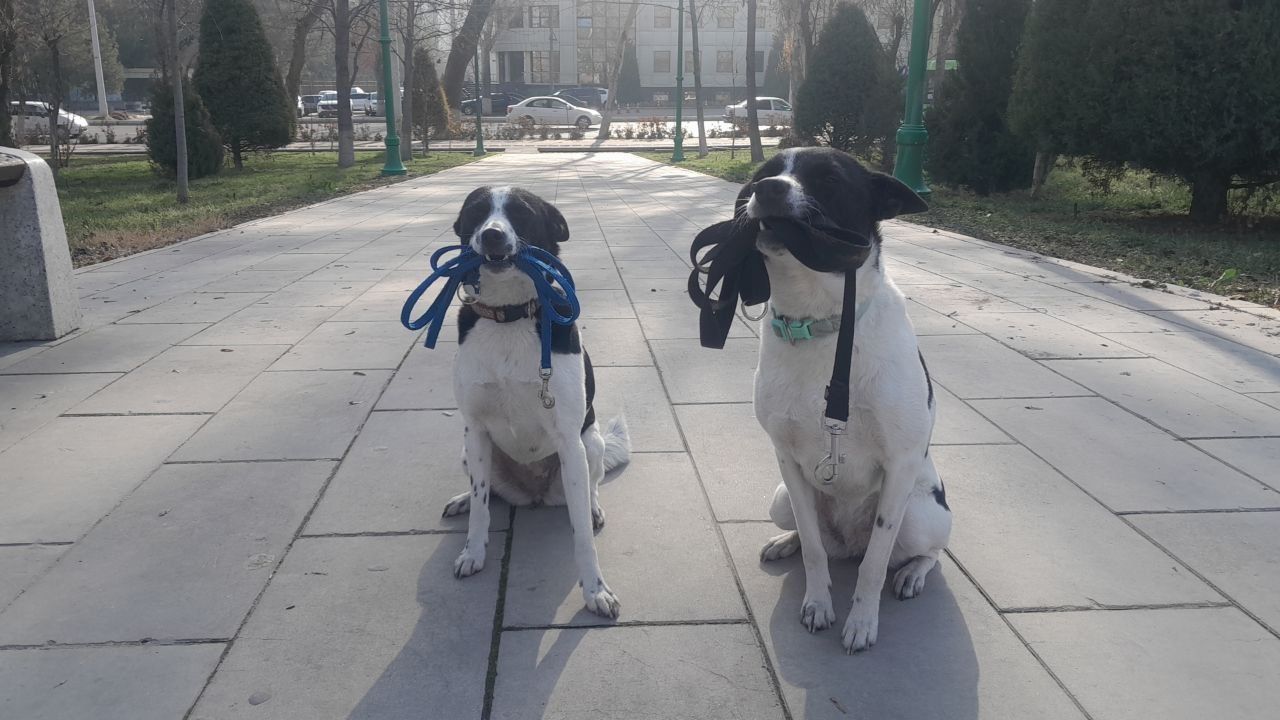Дрисеровка собак