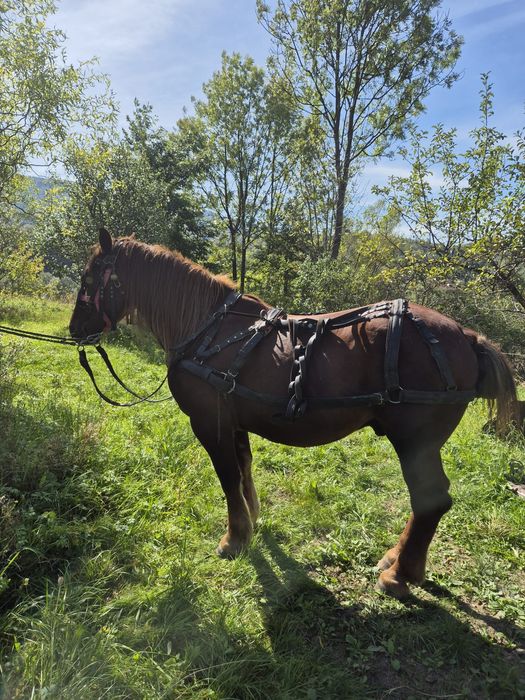 Vand cal castrat in varsta de 5 ani.