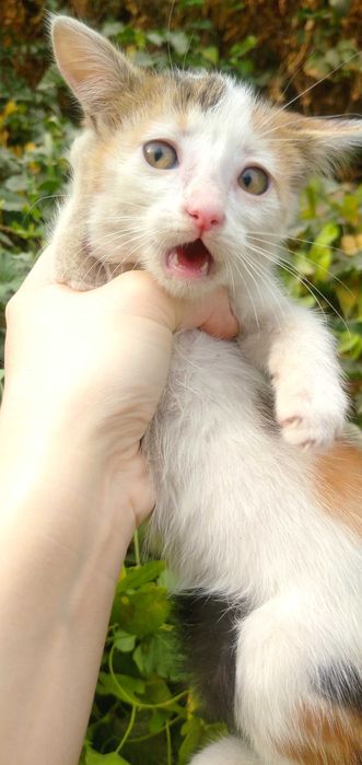 Отдам в хорошие руки трёхцветного котёнка, который приносит счастье!
