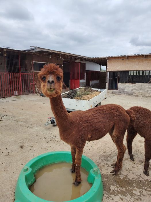 Vând alpaca tinere și mature