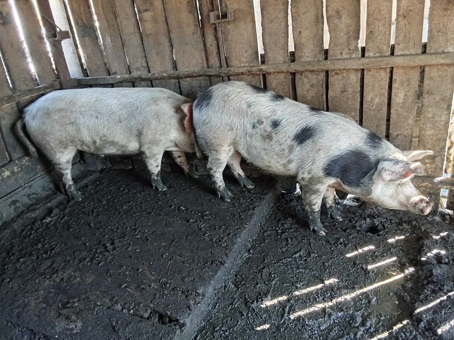 Vând viței de carne