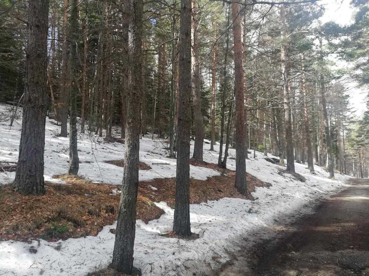 Продава се Парцел в с. Гълъбово, Област Пловдив - 5600 кв.м за 9 €/кв.м - Снимка #6