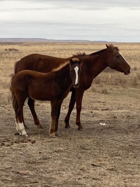 Жабағы сатылады.